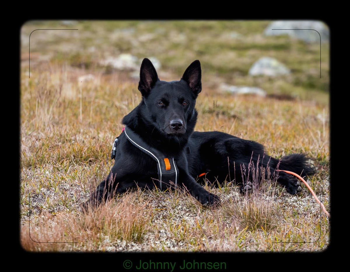 Hvor gammel er hunden din i hundeår?