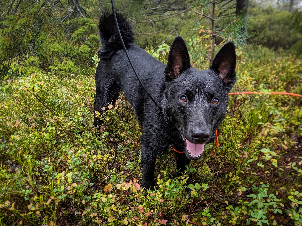Det å være hundeeier innebærer et stort ansvar!