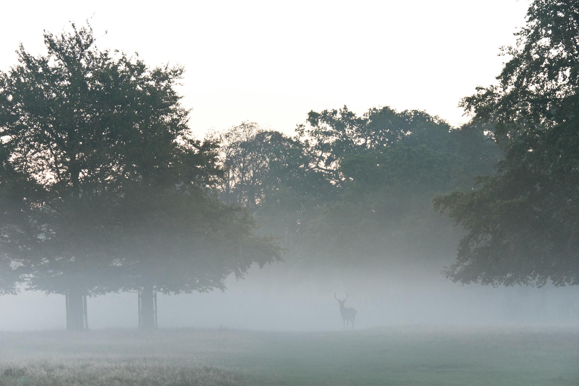 photo of a buck beside trees