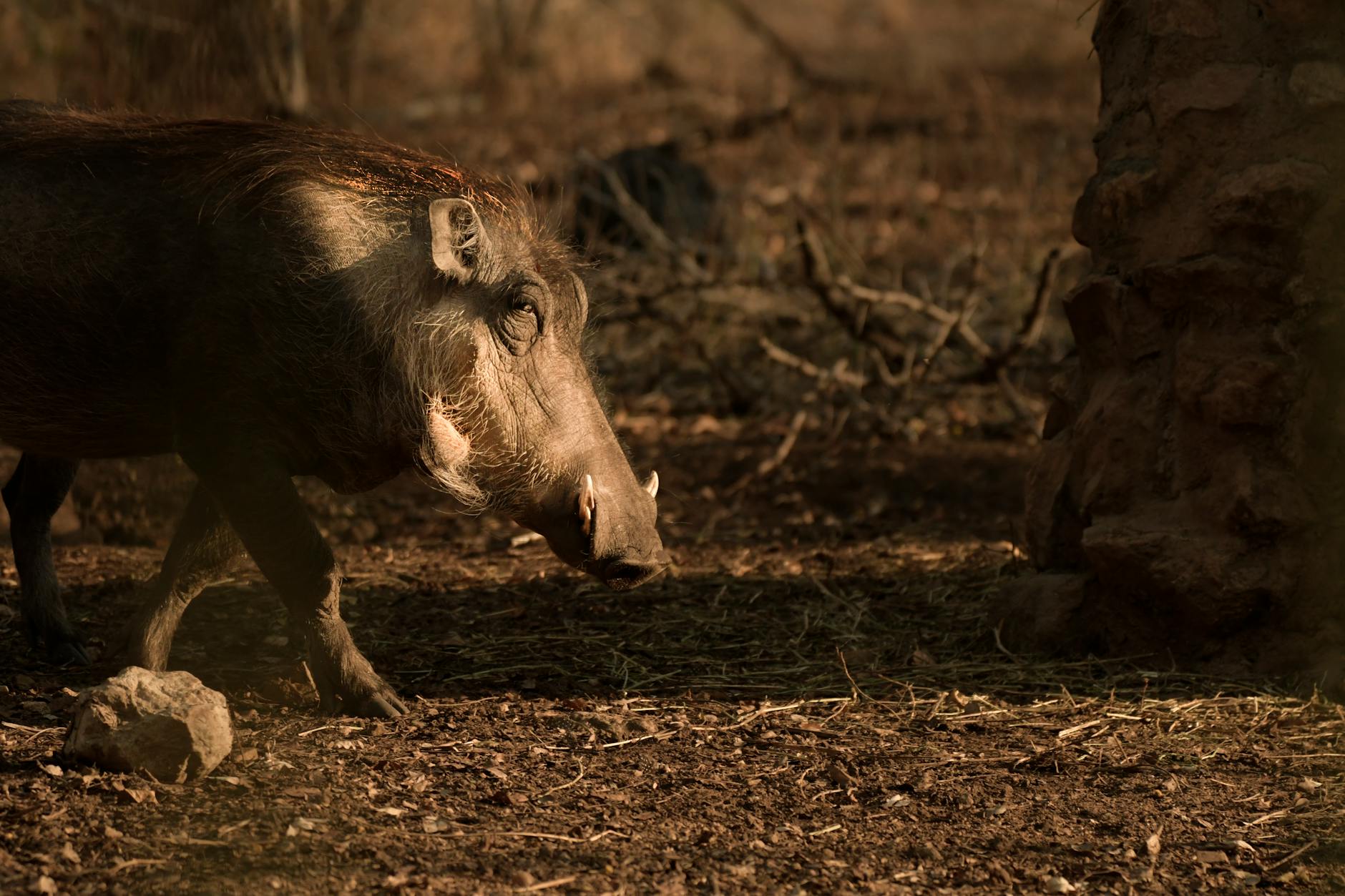 photo of wild boar