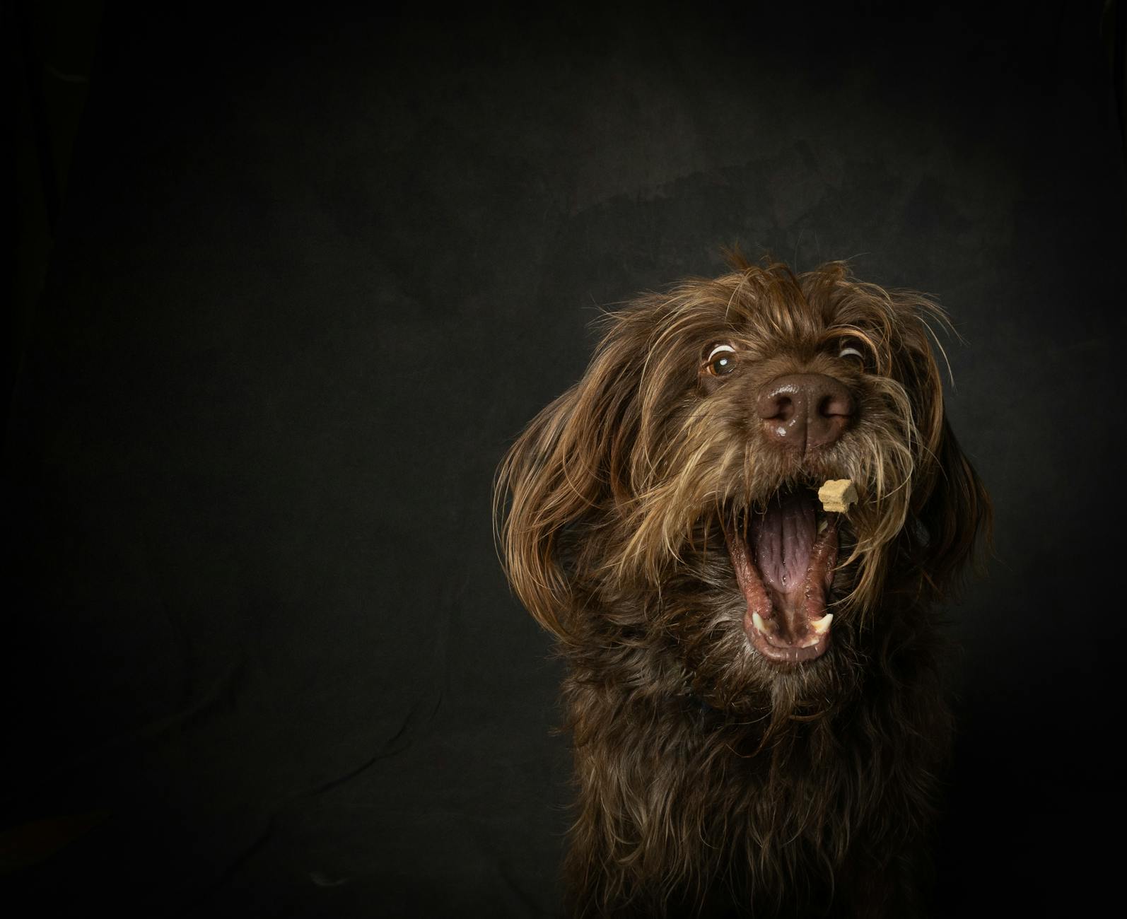 shaggy brown dog catching kibble pellet